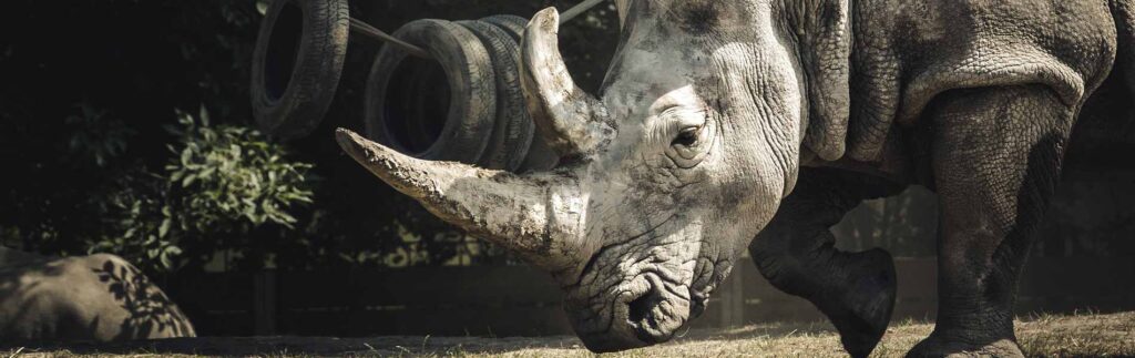 zoo rhino