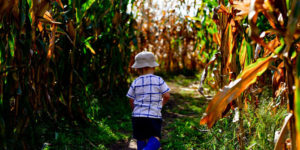 Labyrinthe de maïs coutances